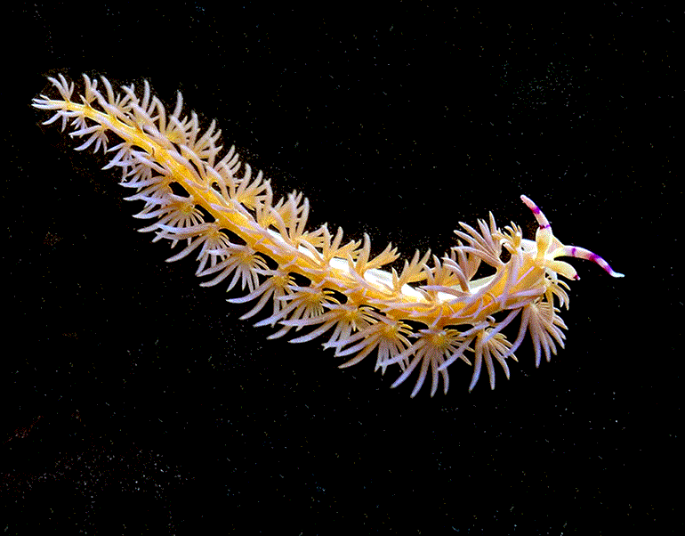 19_ムカデミノウミウシ - コピー.gif