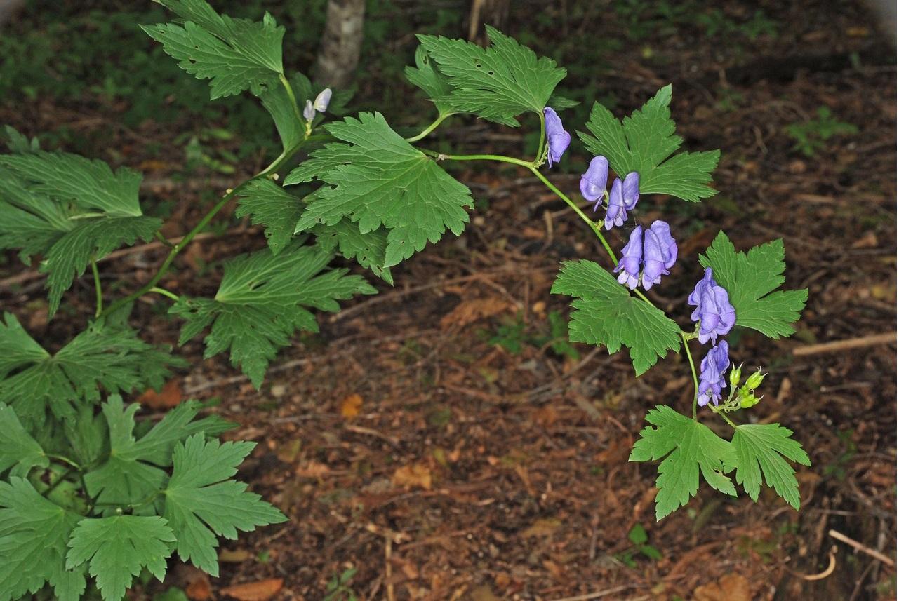 01_トリカブト※要クレジット_写真:門田裕一 - コピー.jpg